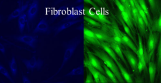 HEK293 Cells - HEK293 CELL LINE HEK293 Cells - HEK293 CELL LINE